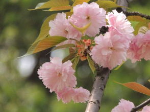 日本晚樱， 垂丝海棠，美得不要不要的