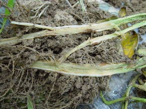 大棚西红柿死棵烂根根腐病治疗方案