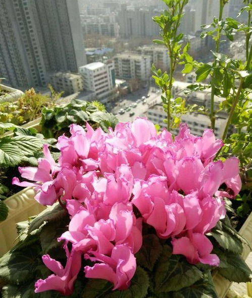 仙客来夏季不开花？养护方法出了问题