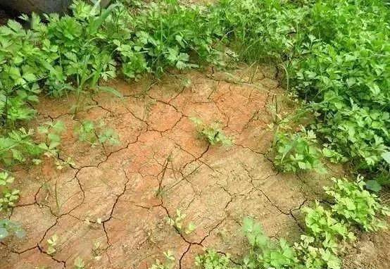 白地瓜最佳种植时间为春末夏初，需注意土壤、水分、病虫害防治等问题