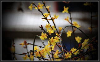 迎春花的秘密低语