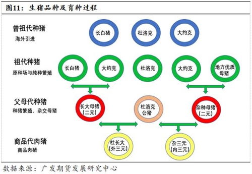 如何精准掌握保育育肥猪各阶段的具体营养需求？