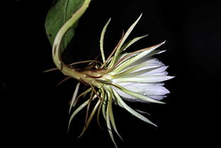 昙花被称“昙花一现”，那“昙”字拆分后