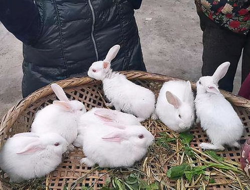 一亩土地养殖潜力：揭秘野兔高效养殖空间需求！