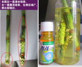 石榴树常见虫害及防治方法