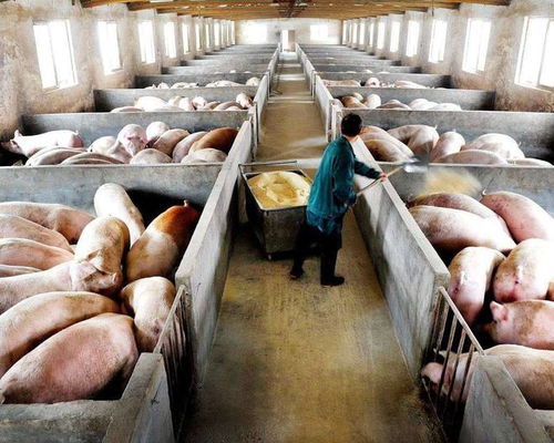 饲料策略降猪场臭气，环保养殖新篇章