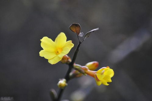 冬不怕，迎春花移盆秘籍！