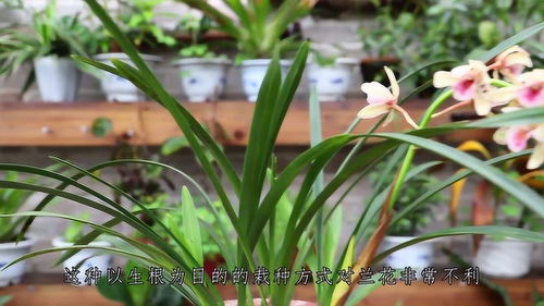 兰花上盆，生根粉怎么用