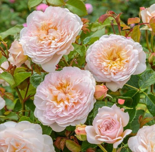 浪漫艾米月季的优缺点