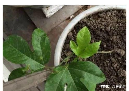 百香果种子如何进行育苗种植，有哪些具体步骤和注意事项