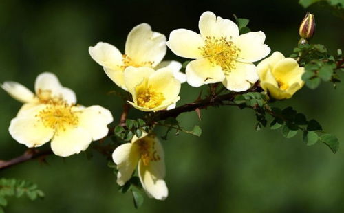 我了个去， 蔷薇花怎么这么好堪