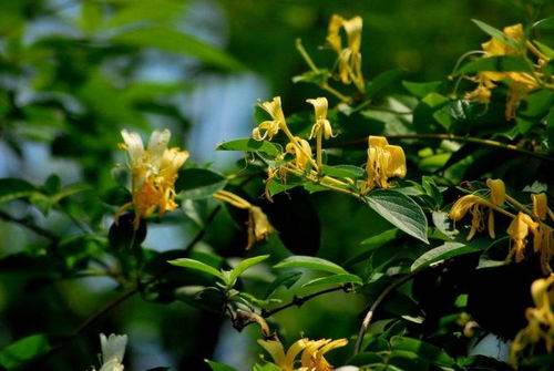 病虫害问题：防治与护理