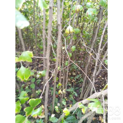 一、 黑龙江省苗木基地简介