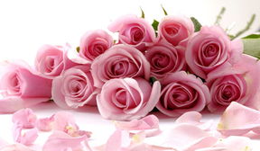 玫瑰花的神秘寓意