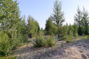 沙柳：沙漠中的绿色生命线