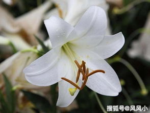 二、 百合花的品种与土壤养分