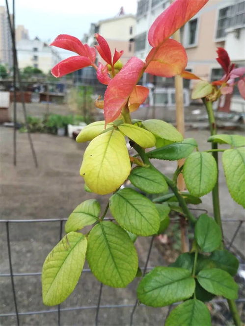 营养缺乏， 月季的“贫血”症状