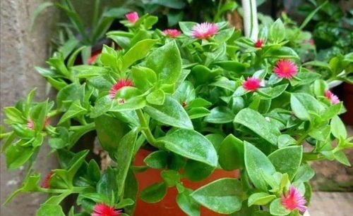 牡丹吊兰不开花？修剪技巧你掌握了吗