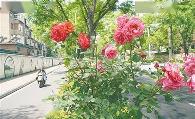 月季花开， 郑州变身花城