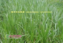 金银花， 藤蔓飘香