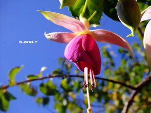 吸引力月季Gravity， 花开似锦，魅力无限