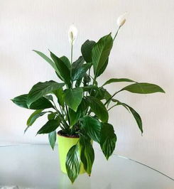 室内盆栽的美丽世界