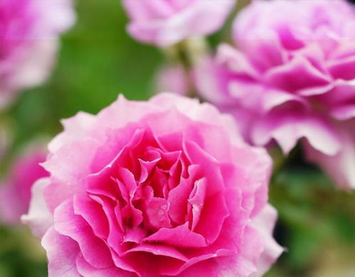 月季的起源与特点