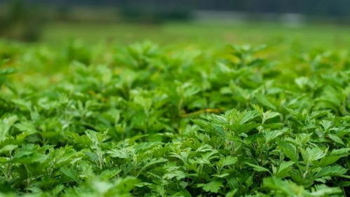 南阳艾草产值10亿， 仲景艾草如何走向全球