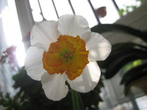 水仙花一般在什么时候开？不开花的原因是什么