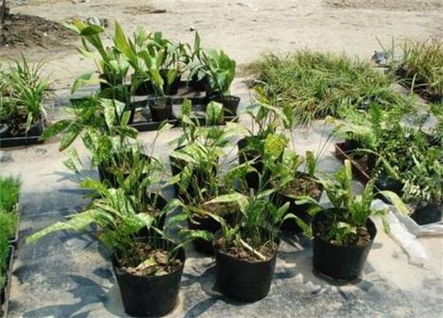 菊花繁殖常用扦插、分株，这两种方法具体有哪些操作步骤和注意事项