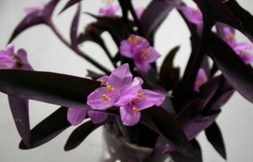 紫竹梅：独特花朵的神秘寓意