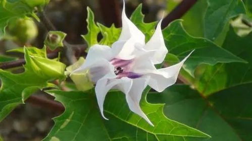 草本花卉， 冬天的美丽使者