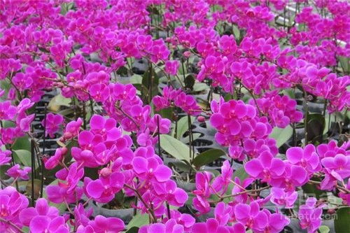 木槿花：文化内涵丰富， 寓意象征多样