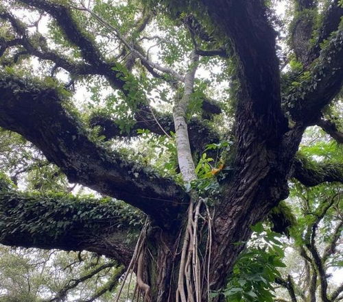 带刺树木的多重角色
