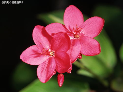 冬日的色彩盛宴：1-2月开花花卉盘点