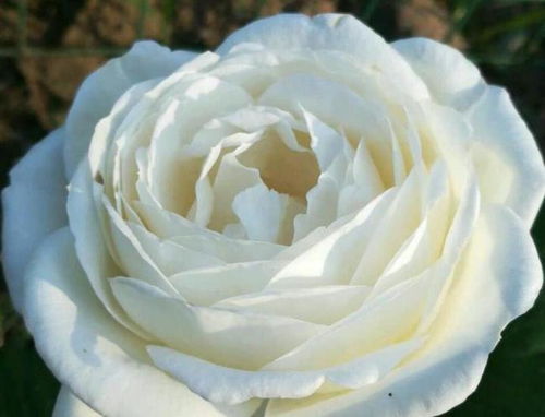 月季花， 各有各的特色