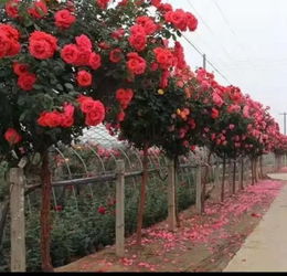 月季：花中皇后 病虫害防治与修剪管理的春天攻略