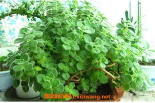 碰碰香怎么养？长多高