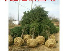 了解市场行情， 选择合适标准