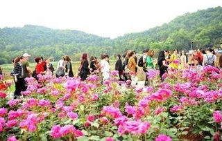 南阳月季产业的优势与发展亮点