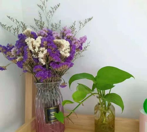 北方花卉种植，你了解多少？