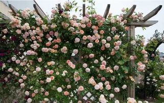 果子变色，见证成功