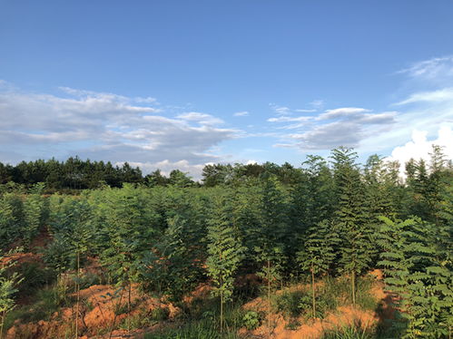 印度楝树生态防护效果如何，能否成为我国荒漠化治理的“荒漠克星”