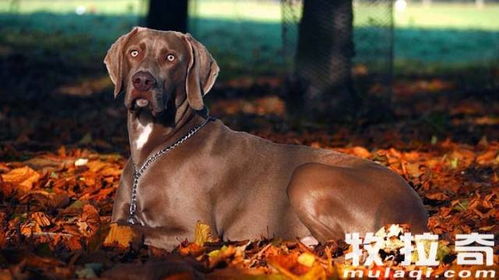 杀虫剂可Neng对小狗的健康造成严重威胁