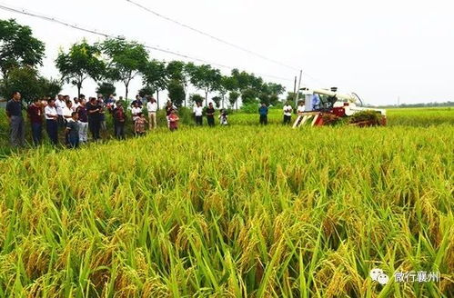 耐涝草种， 固土又赚钱