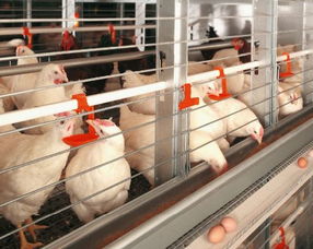 鸭子适宜在通风、水源充足、避风向阳的环境中饲养