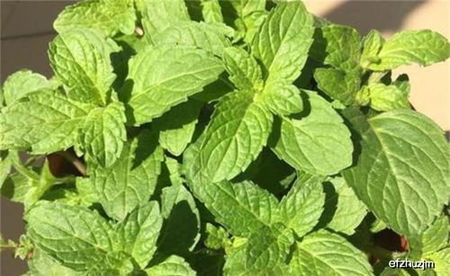 薄荷爆盆的秘密：掌握养护技巧