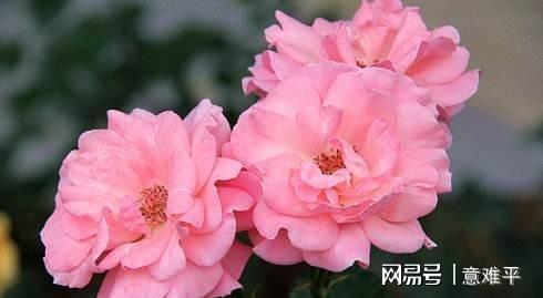玫瑰月季傻傻分不清？一招教你辨真假