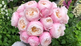 毛里提亚月季：一朵粉色的梦幻