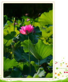 一、天荷月季：荷花的亲戚，月季的华丽演绎